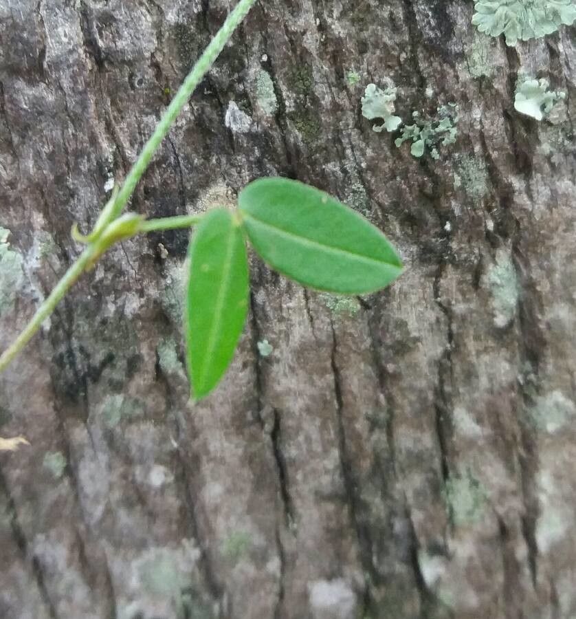 Zornia reticulata — houseplant care guide