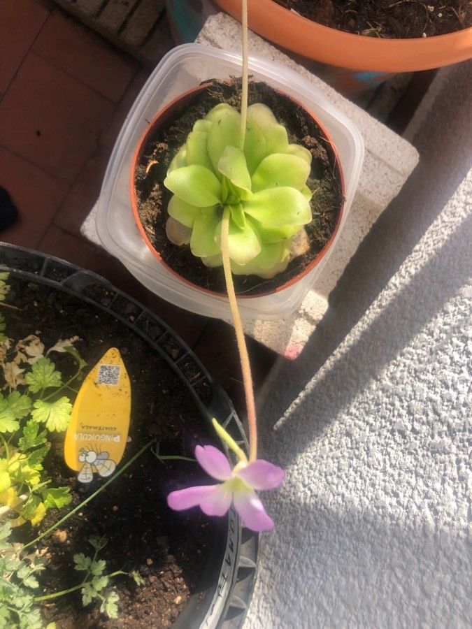Pinguicula esseriana habit