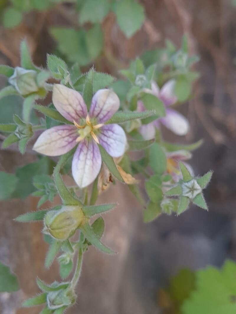 Campanula incanescens flower