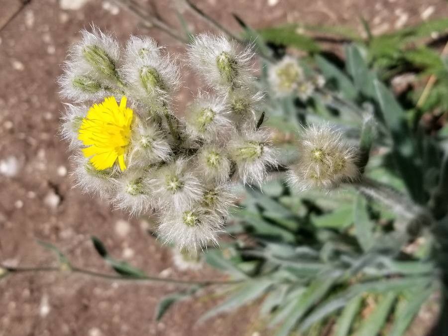 Hieracium scouleri flower