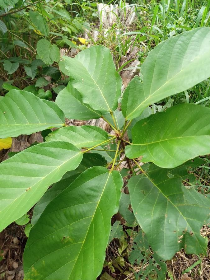 Sterculia tragacantha — search result for 'Sterculia'