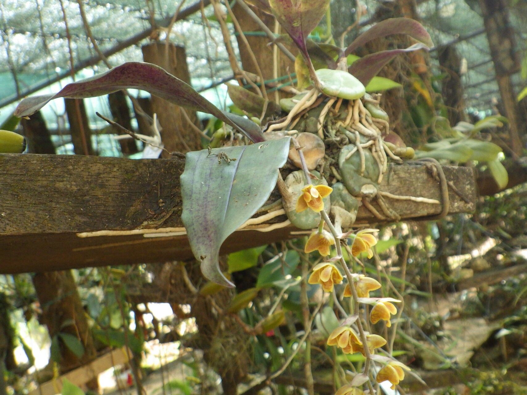 Polystachya affinis habit