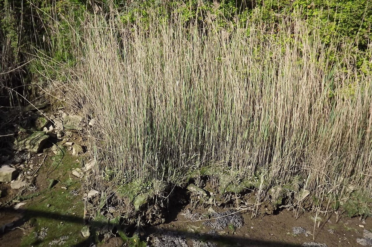 Cochlearia aestuaria bark