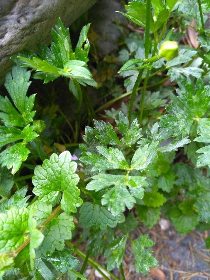 Ranunculus grenierianus leaf
