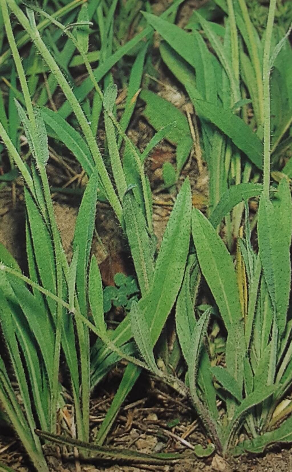 Pilosella schneidii — search result for 'Pilosella'