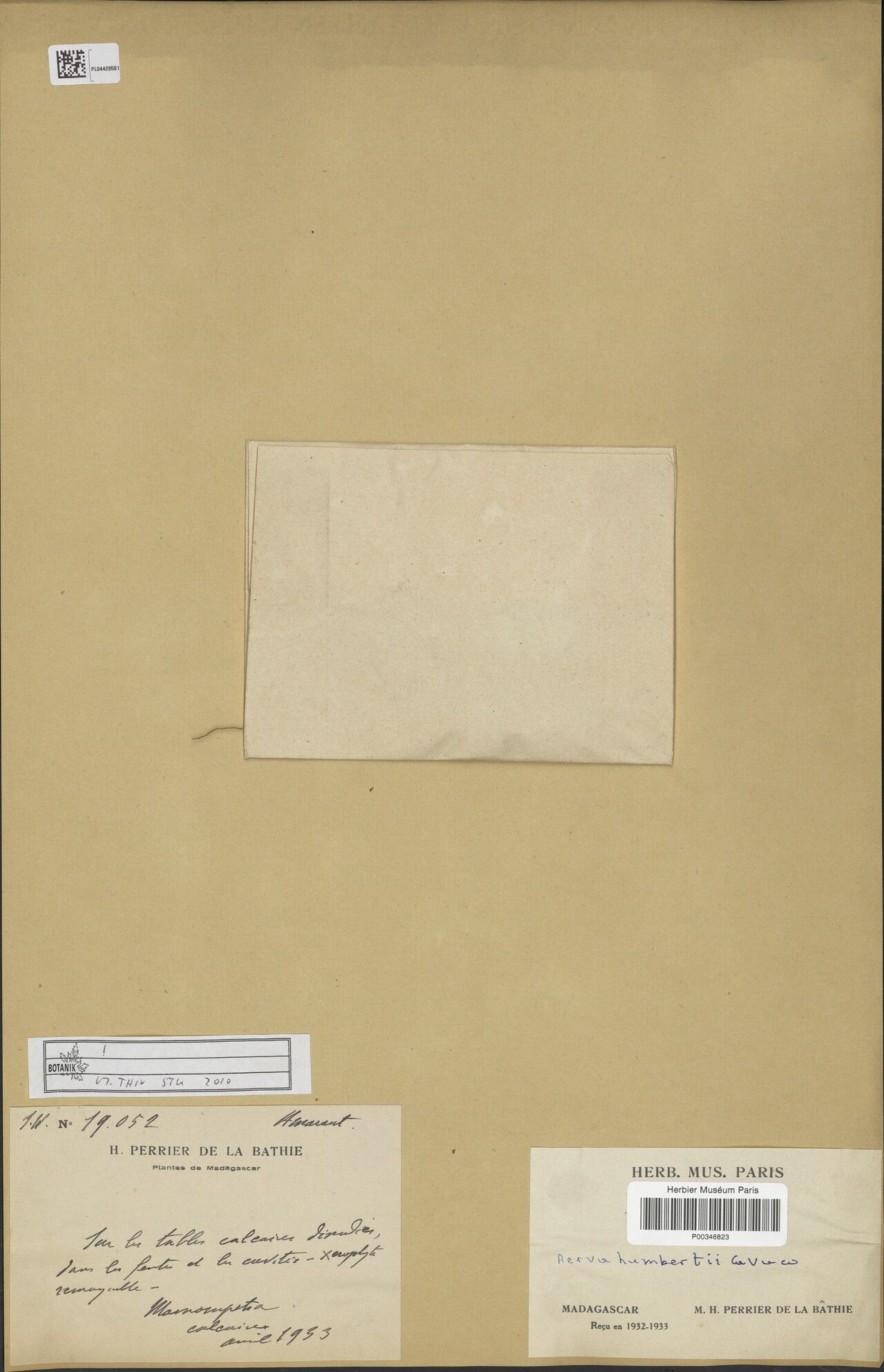 Ouret humbertii — related species from the same genus