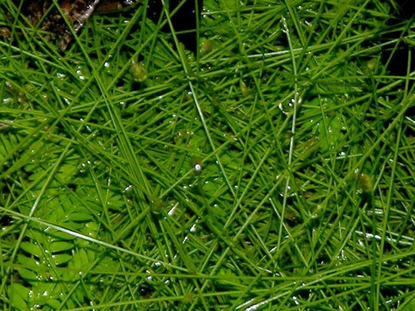 Eleocharis retroflexa habit