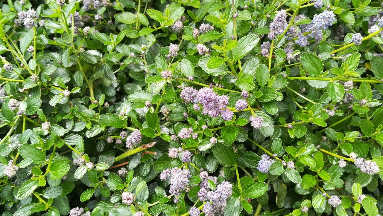Ceanothus prostratus — search result for 'Ceanothus'