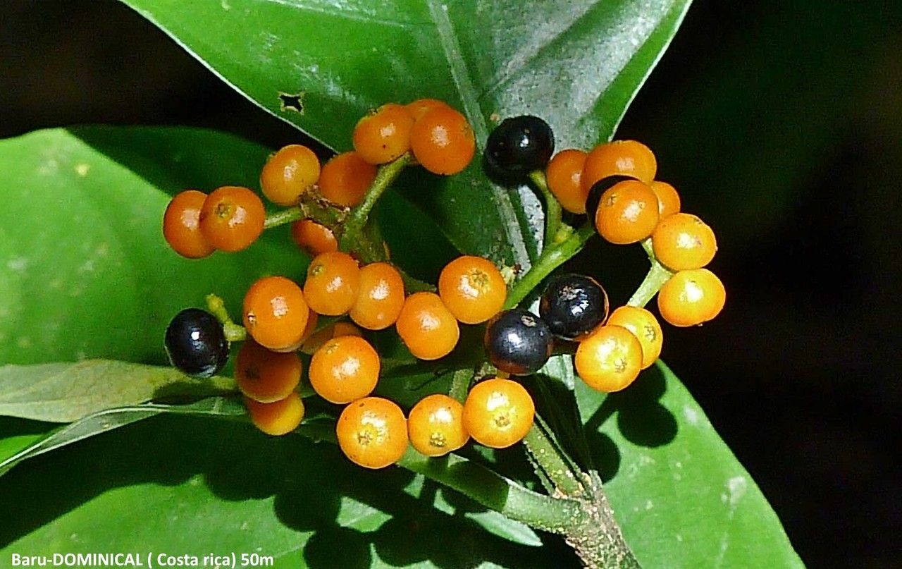 Psychotria racemosa fruit