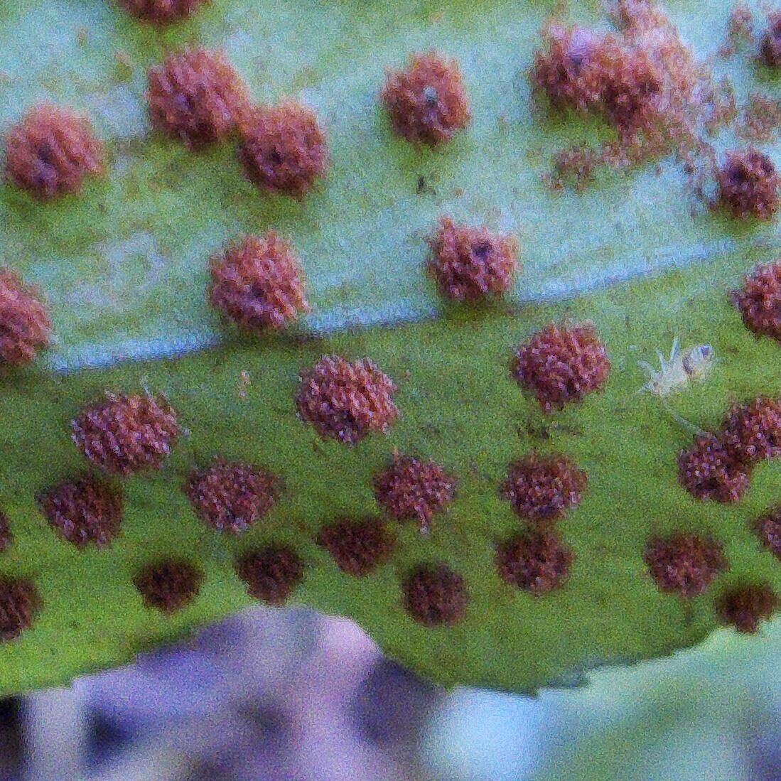 Cyrtomium luctuosum leaf