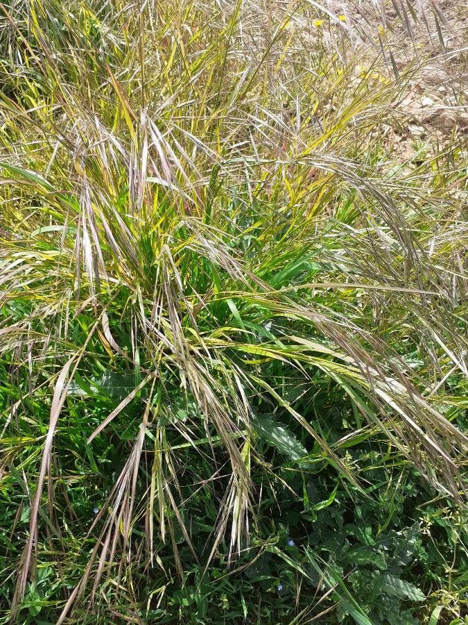 Bromus sterilis flower