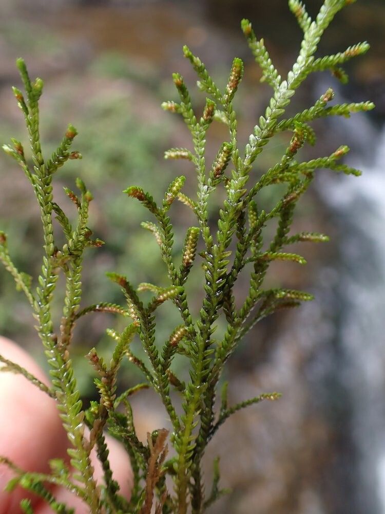 Selaginella kivuensis — houseplant care guide