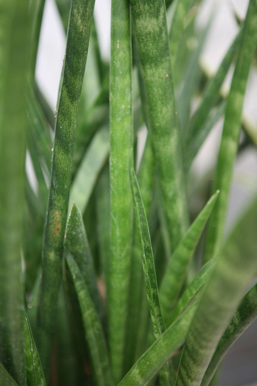 Sansevieria spp. bark