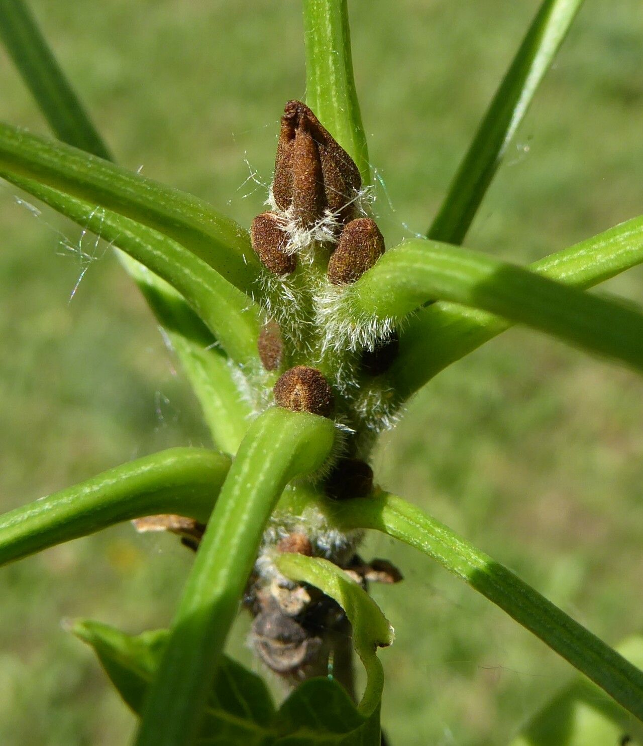 Fraxinus sogdiana leaf