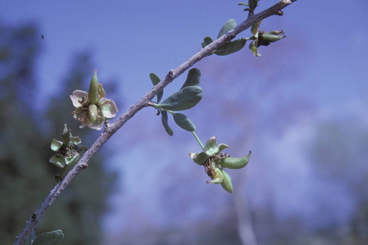 Crossosoma californicum habit
