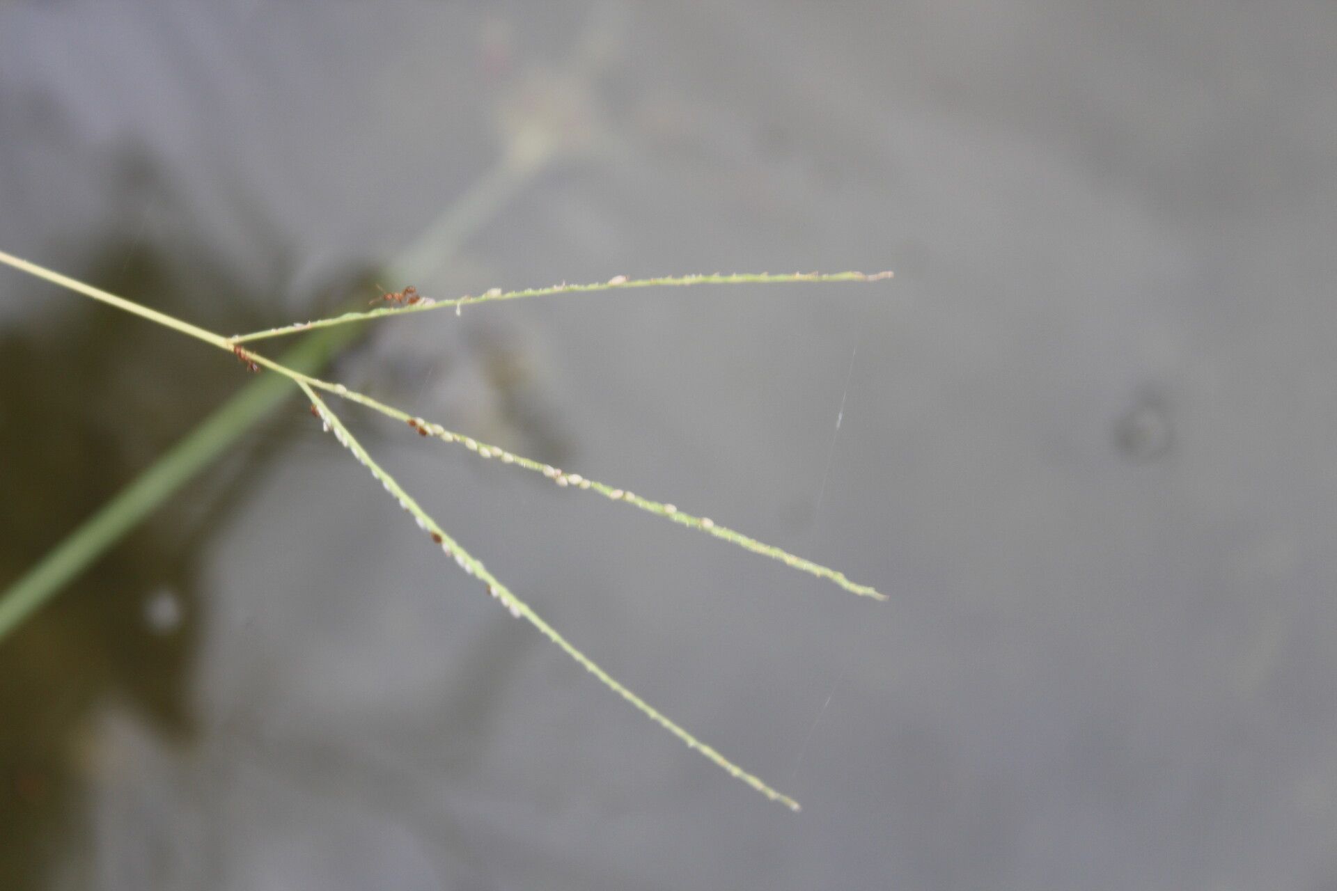 Digitaria longiflora flower