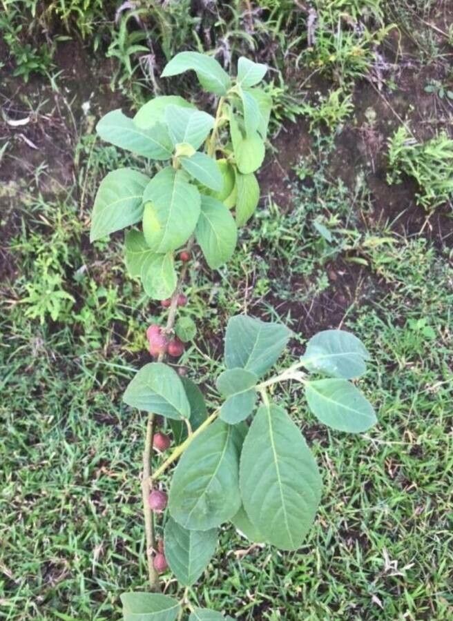 Siparuna brasiliensis leaf