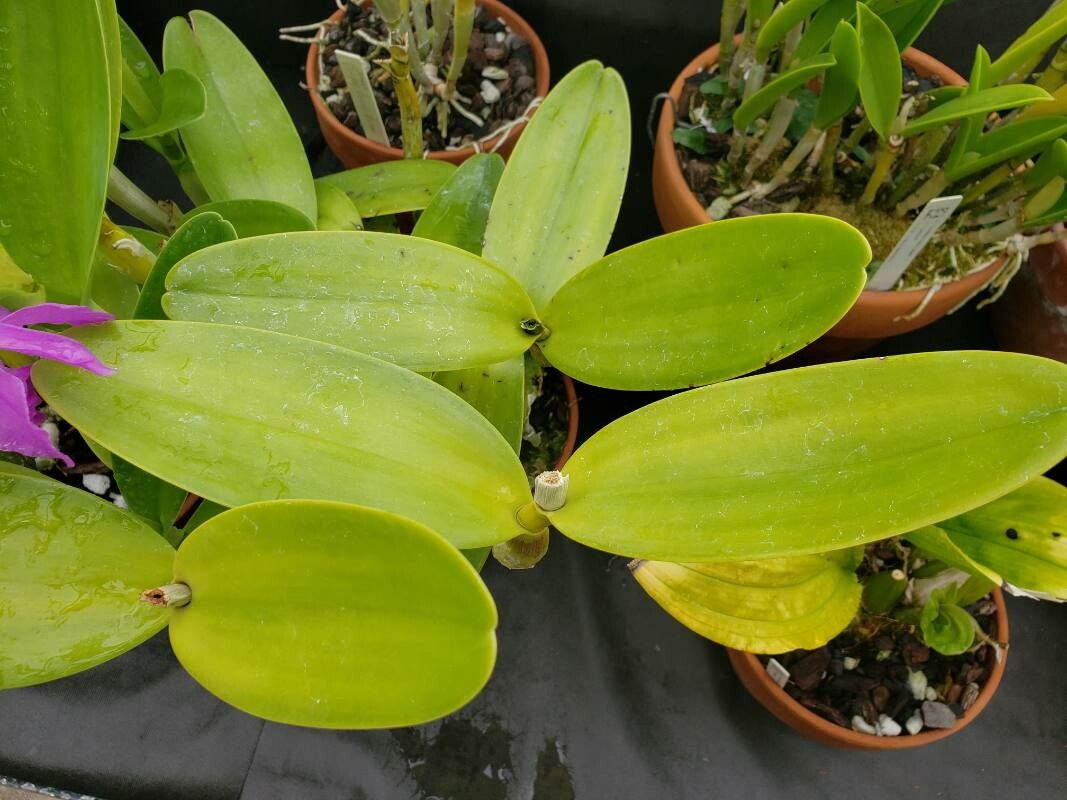 Guarianthe bowringiana — search result for 'Belize'