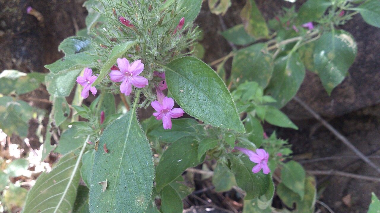 Ruellia inundata — search result for 'Ruellia'