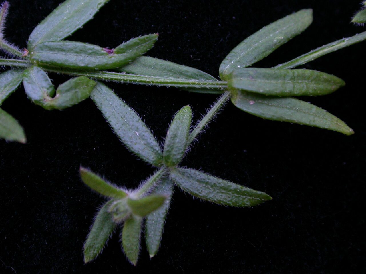 Galium hirtiflorum leaf