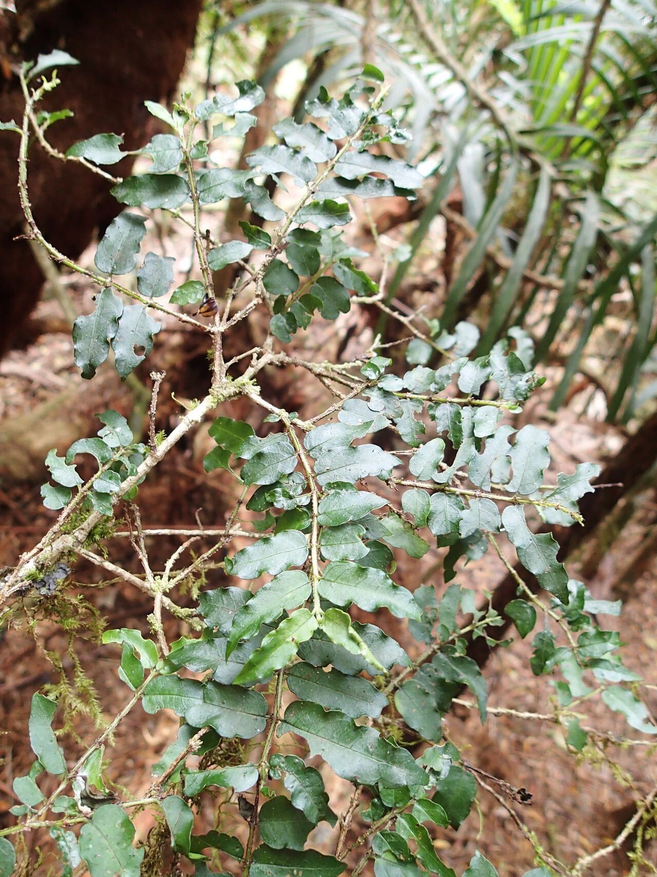 Geniostoma novae-caledoniae habit