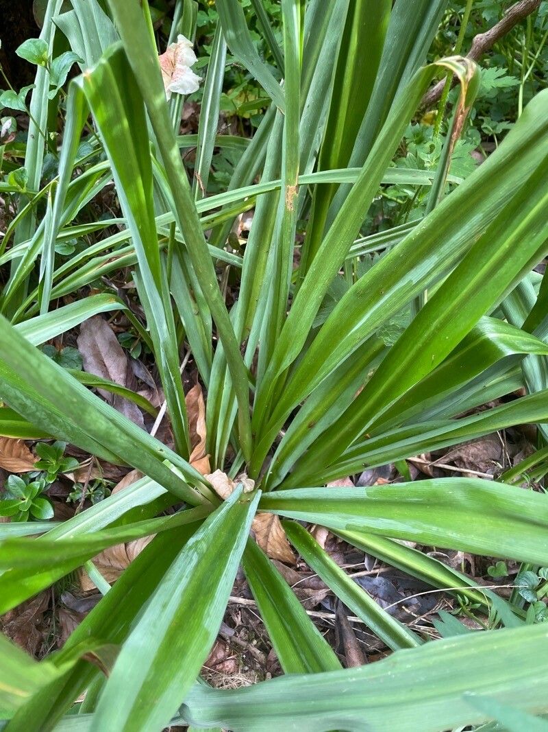 Camassia leichtlinii leaf