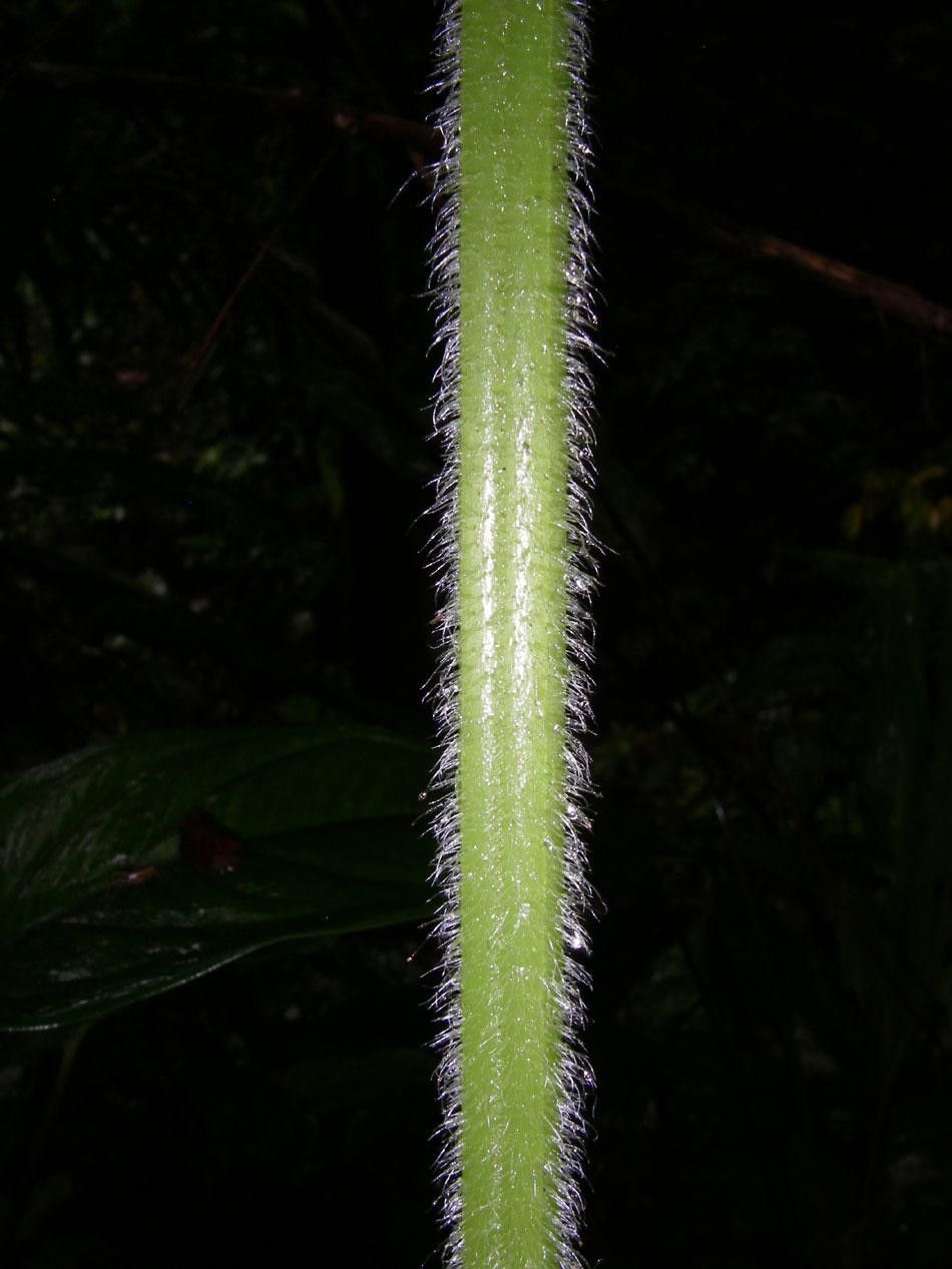 Lonchitis hirsuta bark