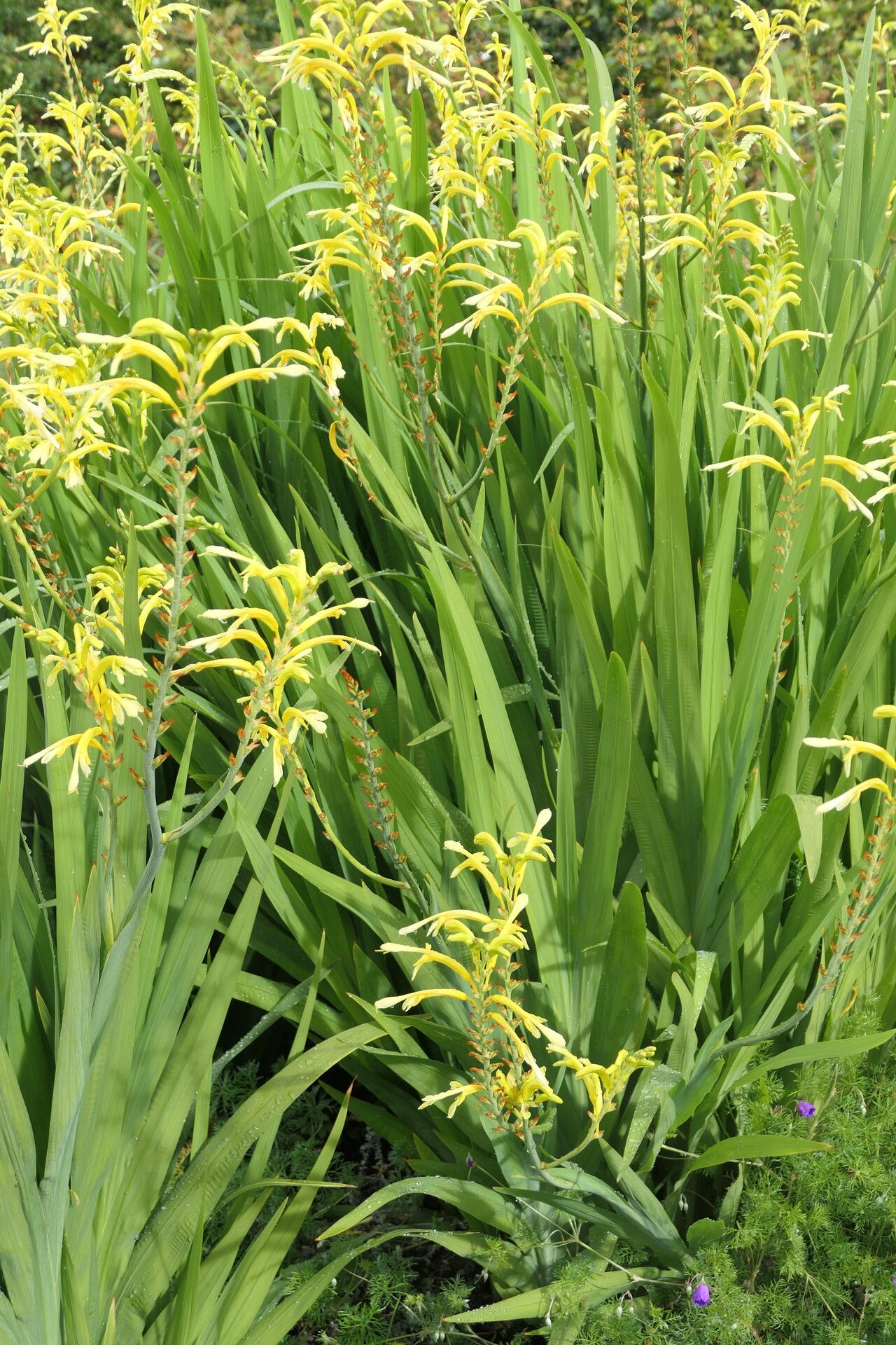 Chasmanthe floribunda habit