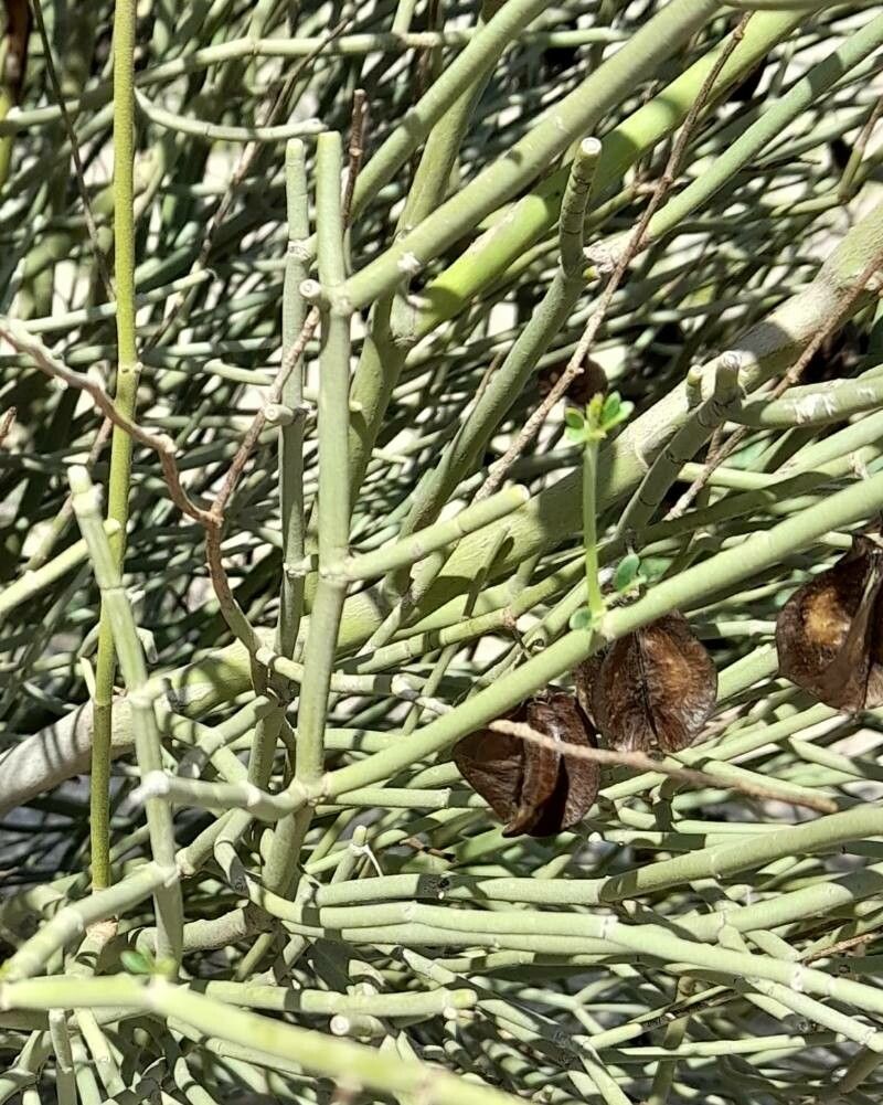 Bulnesia retama — search result for 'Retama'