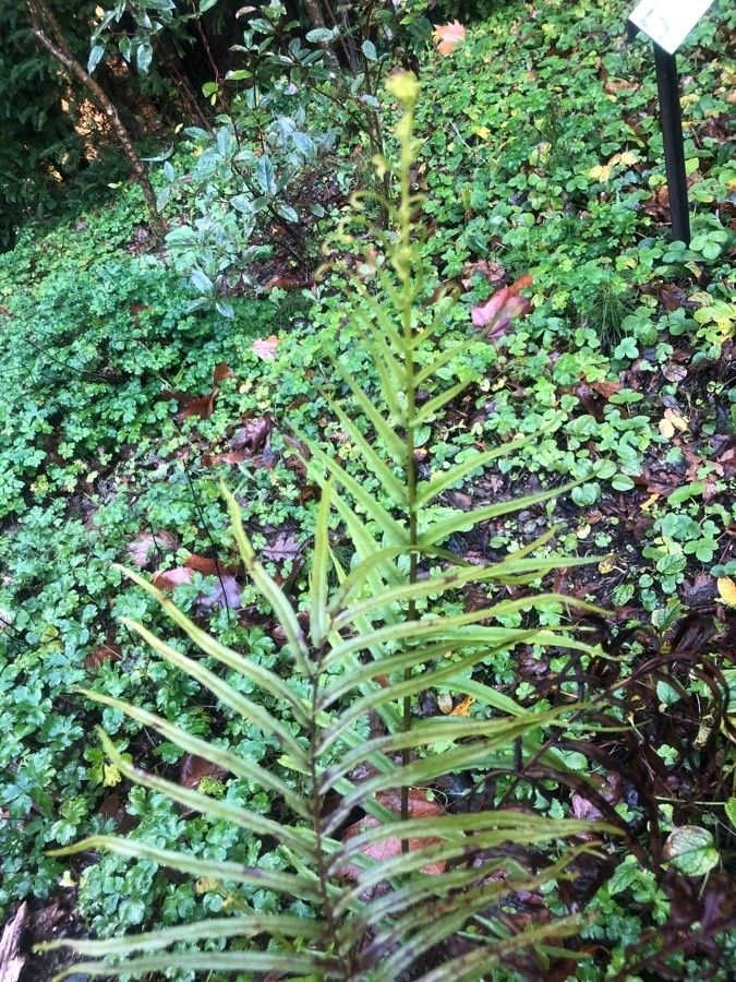Polypodium glycyrrhiza — search result for 'Glycyrrhiza'