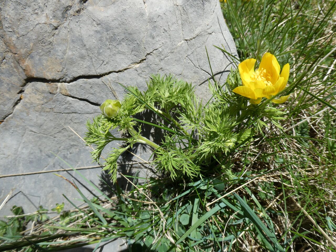Adonis pyrenaica flower