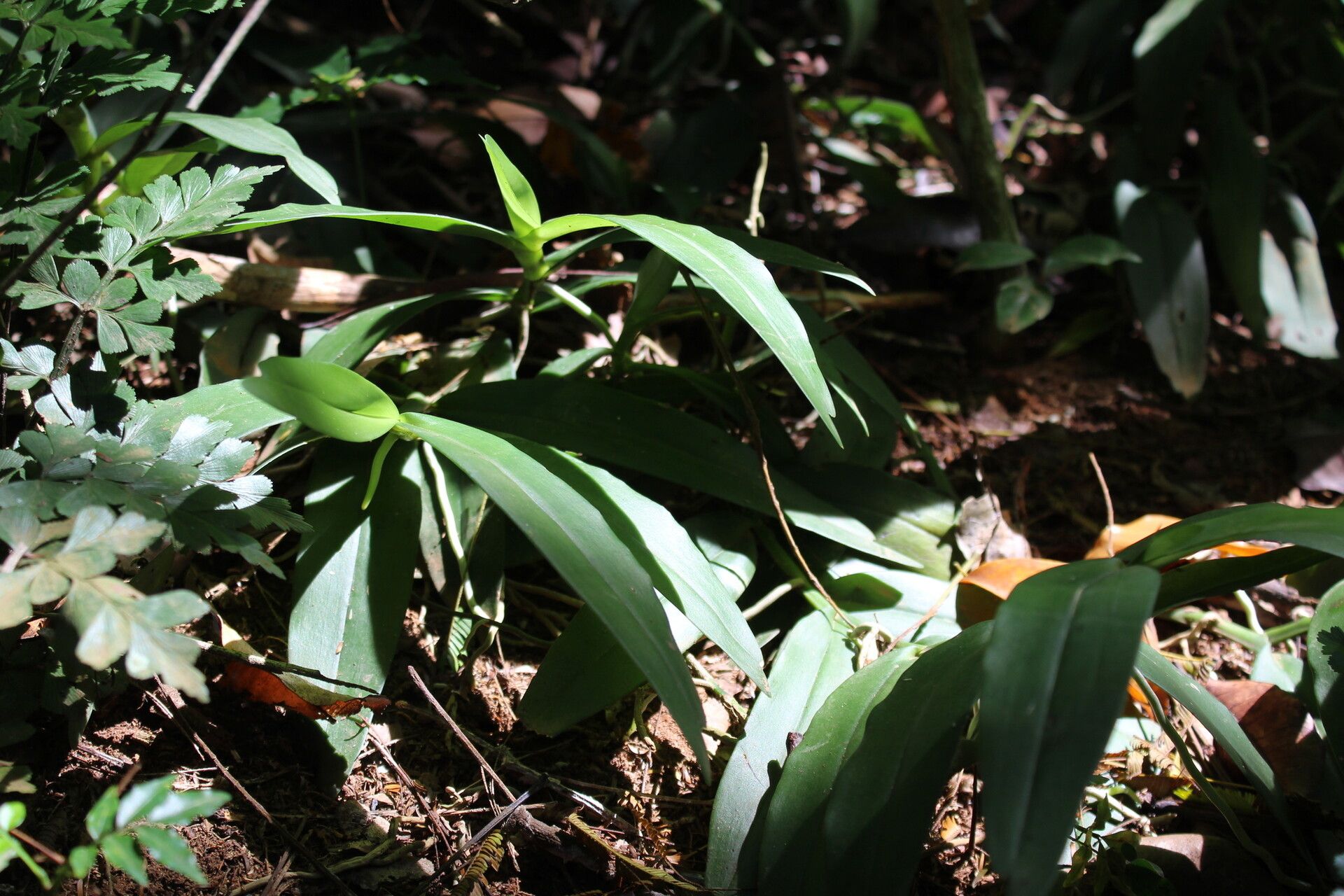 Angraecum infundibulare habit