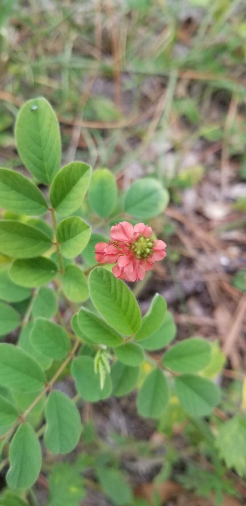 Indigofera hirsuta flower