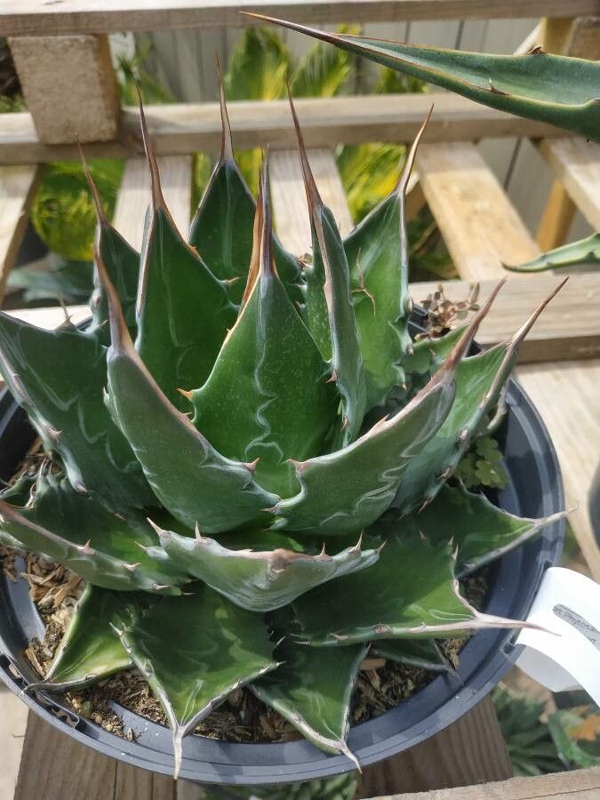 Agave montana habit