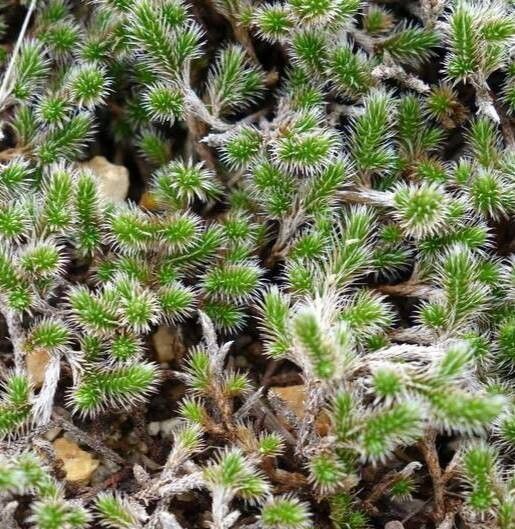 Selaginella rupestris — search result for 'Selaginella'