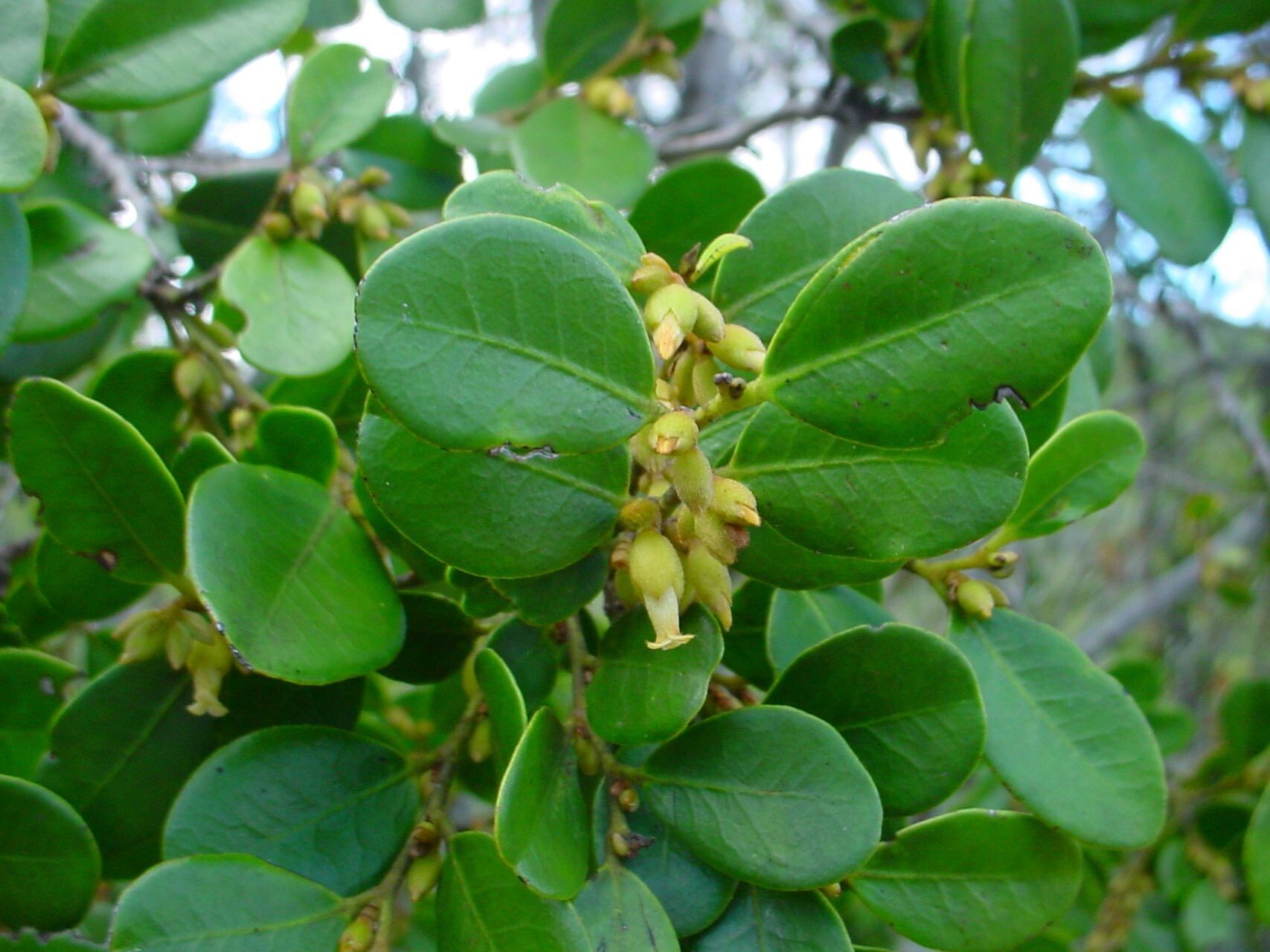 Diospyros hequetiae other