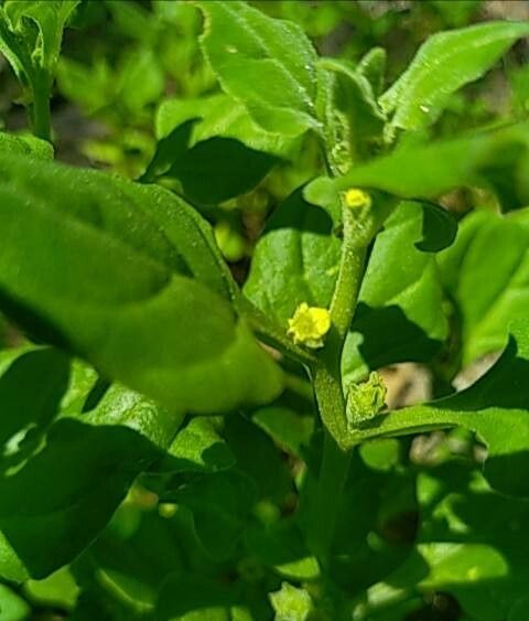 Tetragonia tetragonioides flower