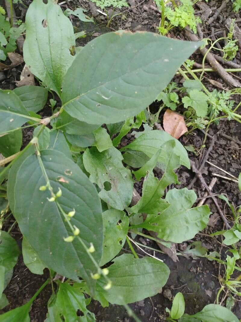 Polygonum virginianum fruit