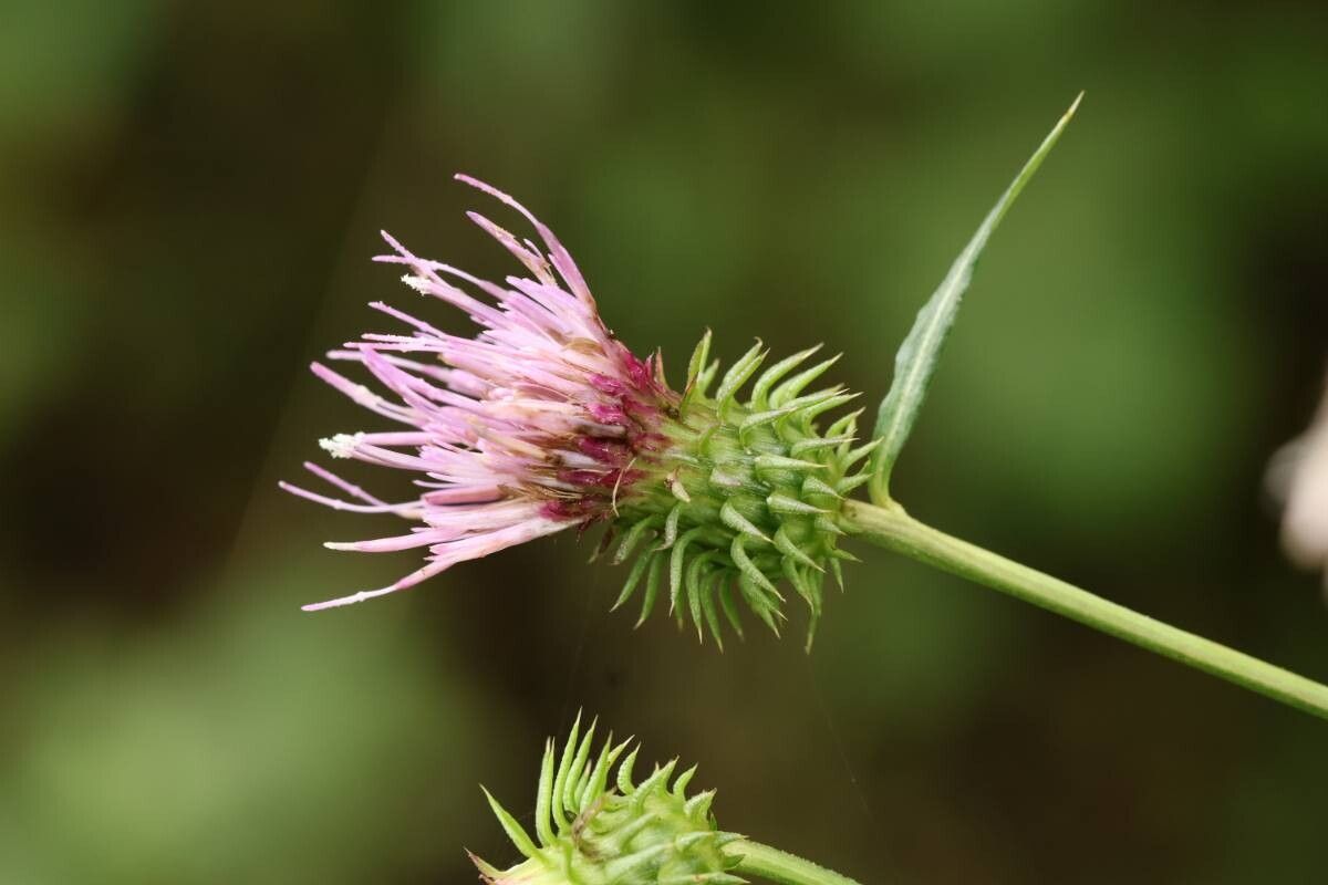 Cirsium amplexifolium — search result for 'Cirsium'