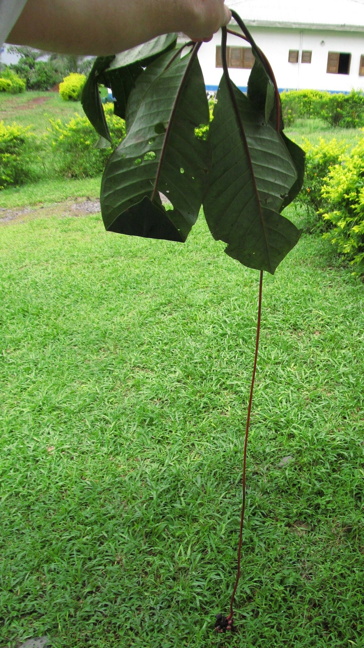Psychotria camptopus habit