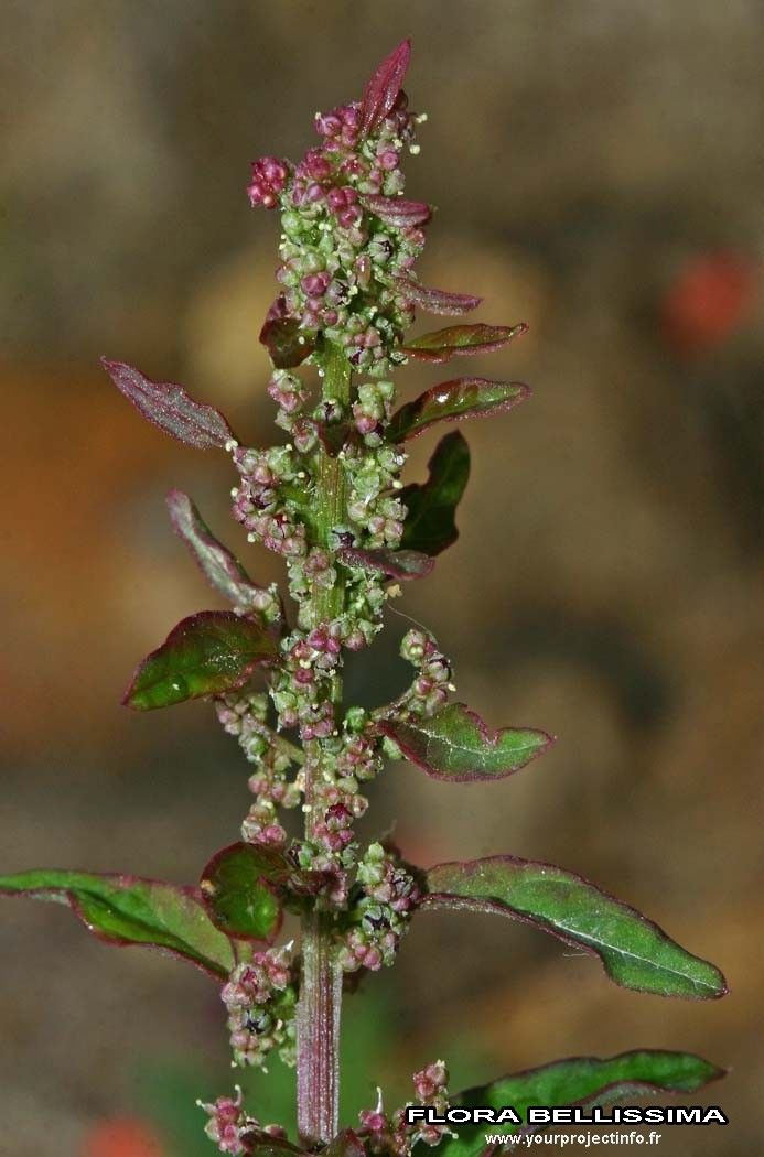 Chenopodium polyspermum flower