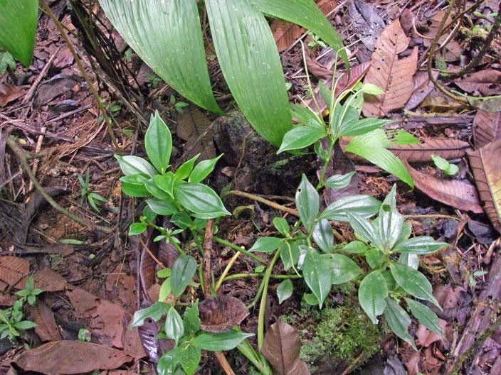 Peperomia vueltasana habit
