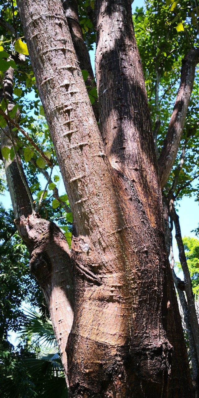 Erythrina stricta habit
