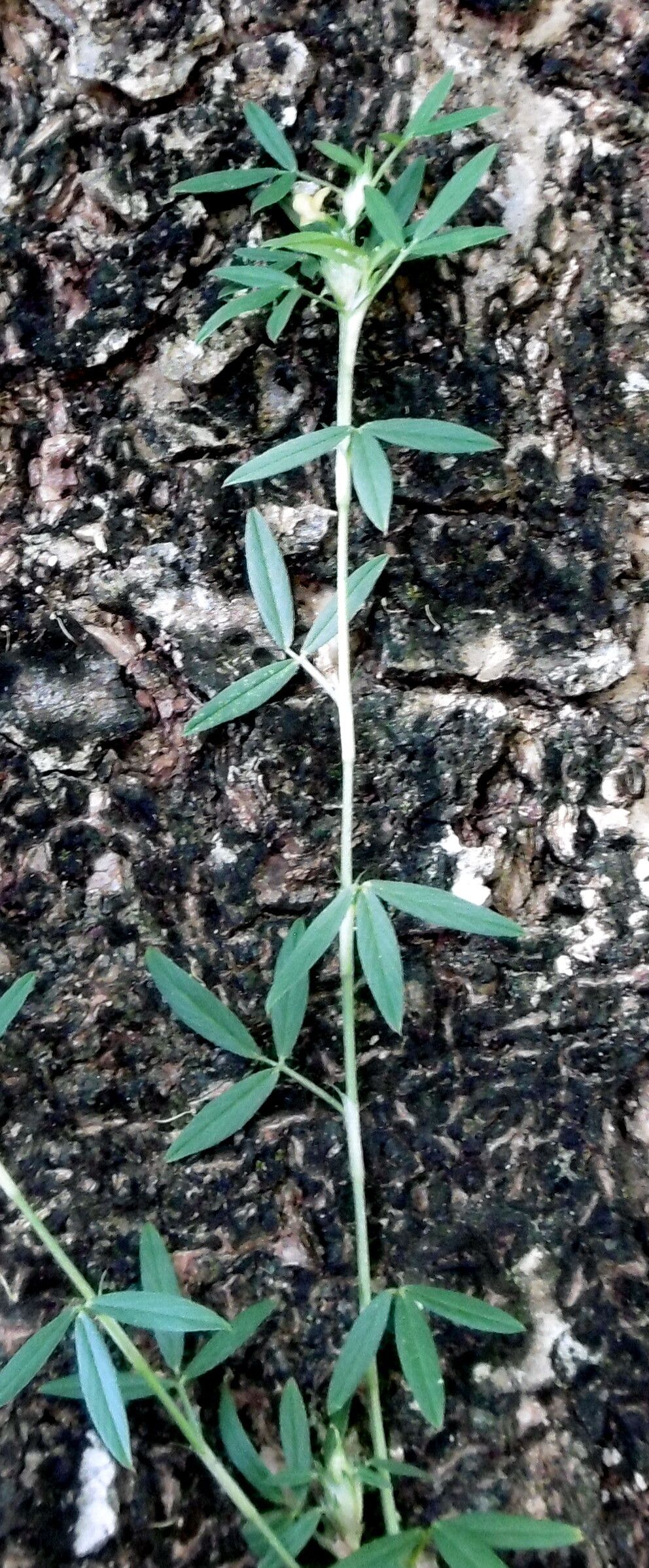 Stylosanthes procumbens — houseplant care guide