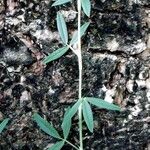 Stylosanthes procumbens