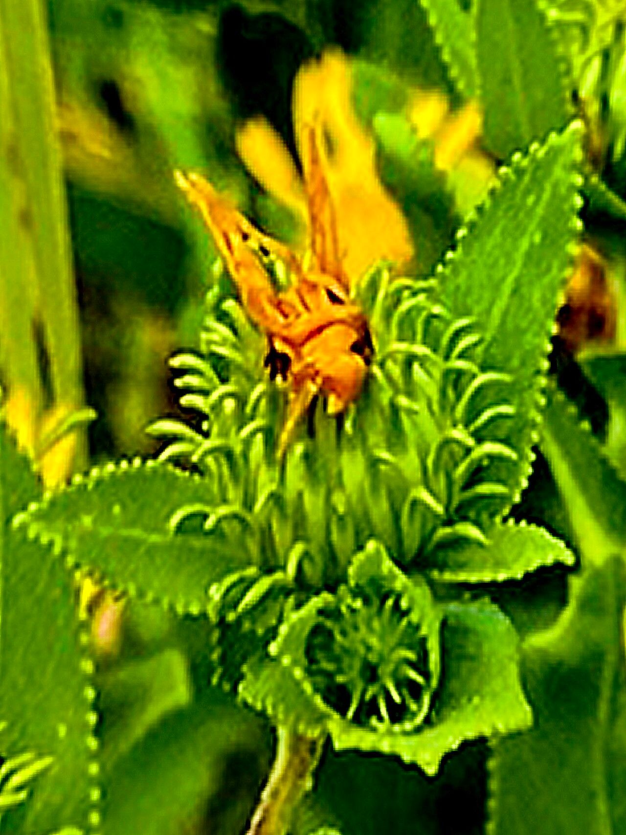 Grindelia adenodonta — related species from the same genus