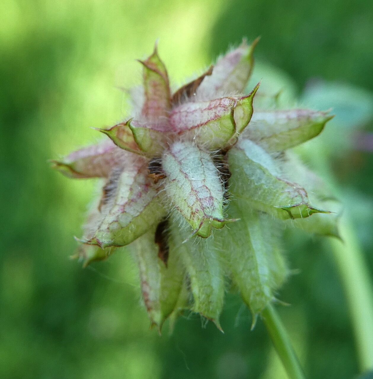 Trifolium resupinatum fruit