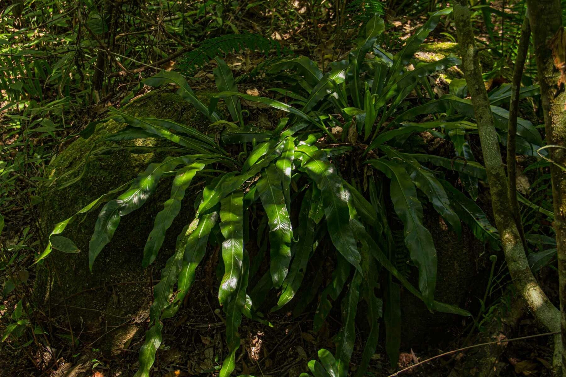 Asplenium holstii habit