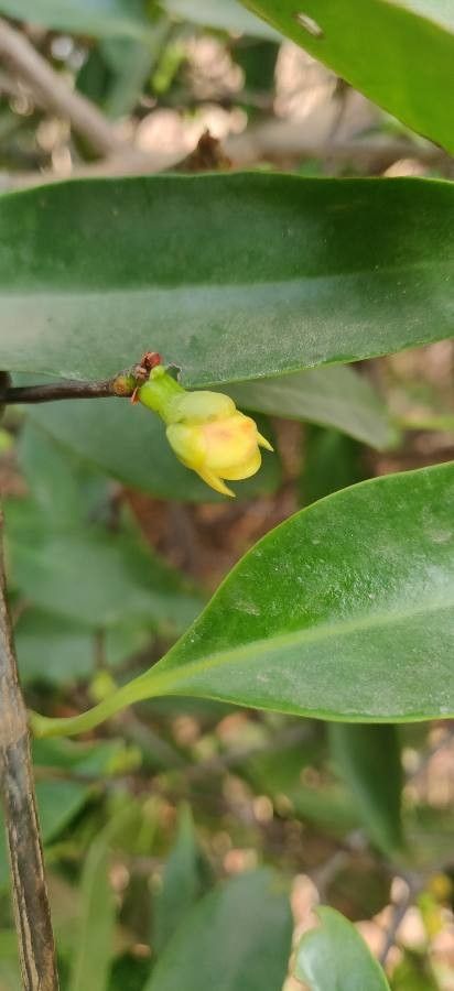 Garcinia indica flower
