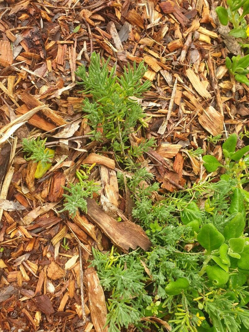 Enchylaena tomentosa habit
